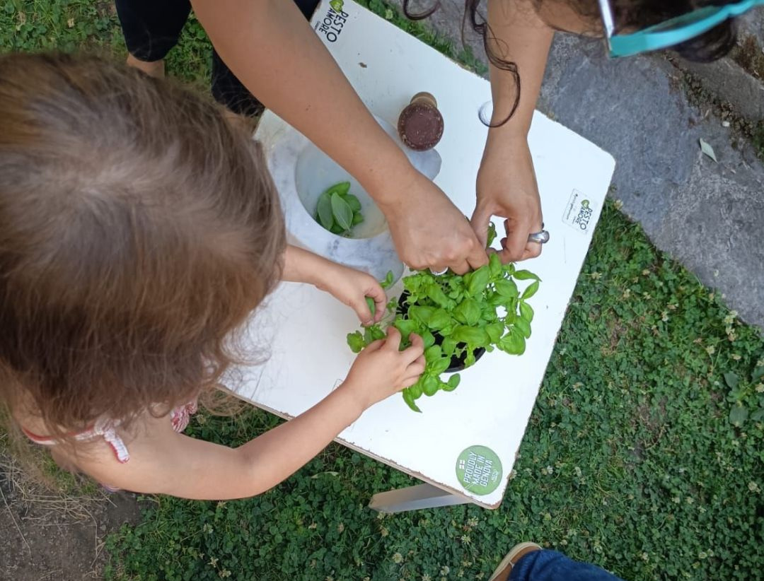 Corso di Pesto Genovese per Piccoli Esploratori